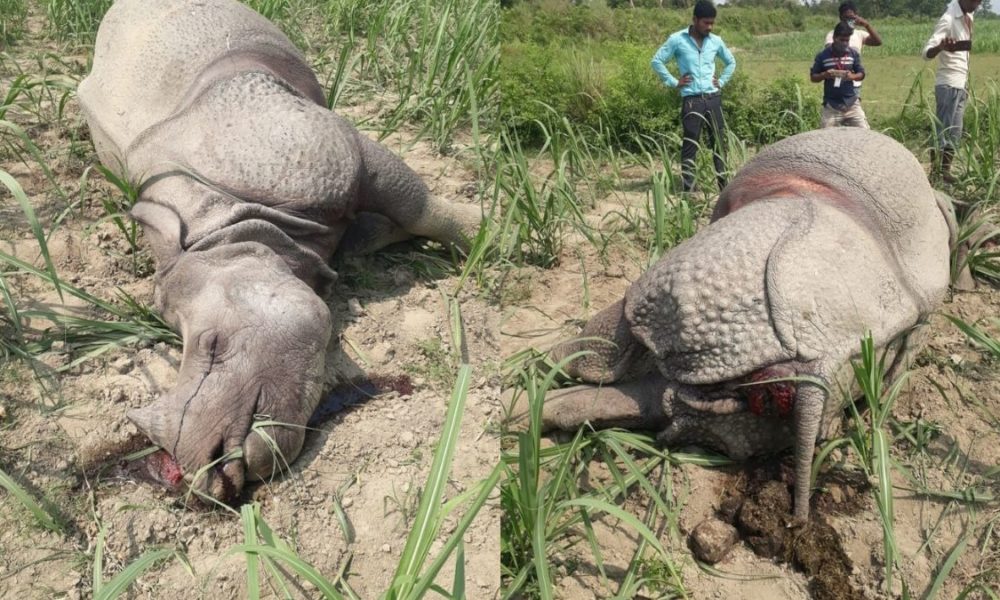 Bihar’s lone rhino dies under mysterious circumstances