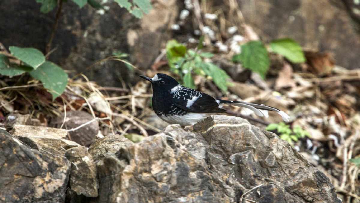 Rajaji National Park isn’t just about elephants