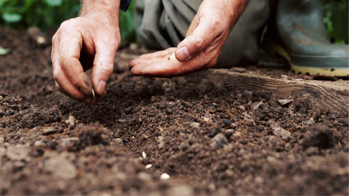 AN ‘AATMANIRBHAR’ SEED SECTOR NEEDS TO BE MORE EXPORT-ORIENTED