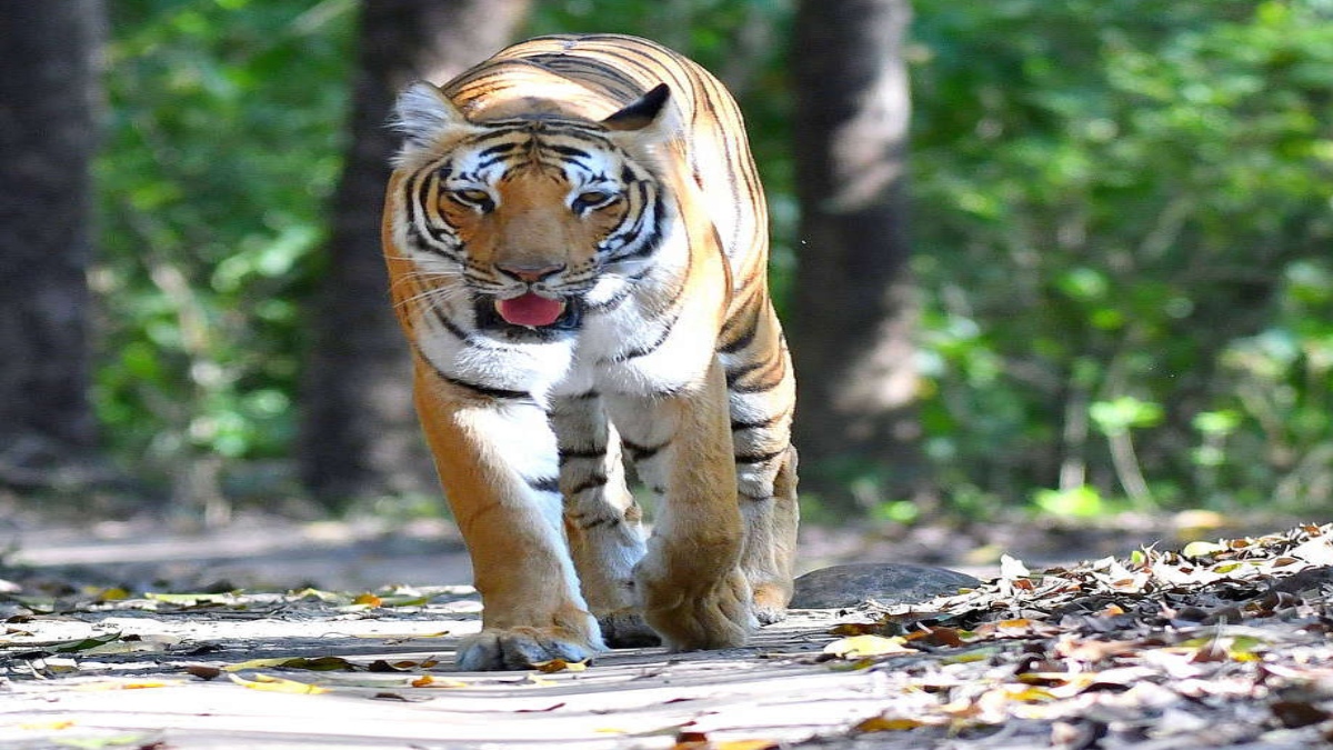 Extinction of exotic wildlife may be preventable with unmanned aerial systems