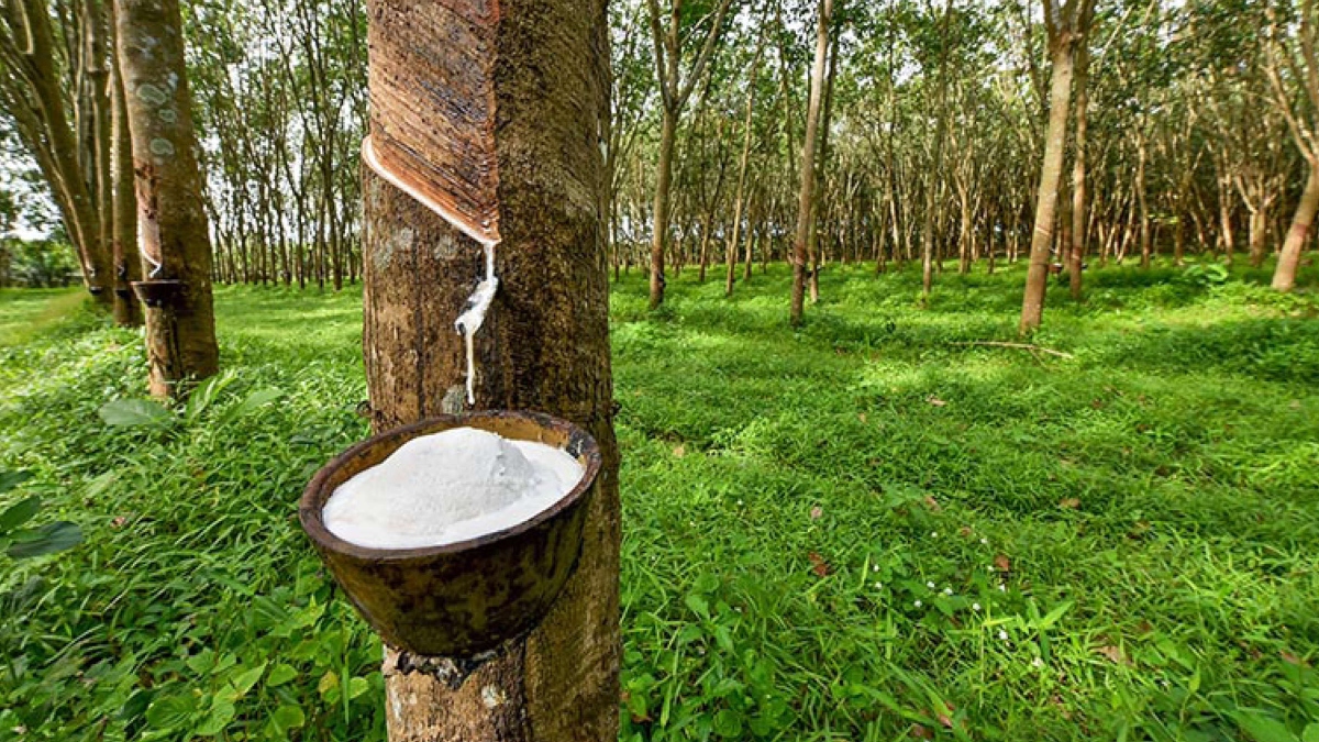 NORTH-EASTERN REGION TO EMERGE AS A HUB OF RUBBER PRODUCTION: PIYUSH GOYAL