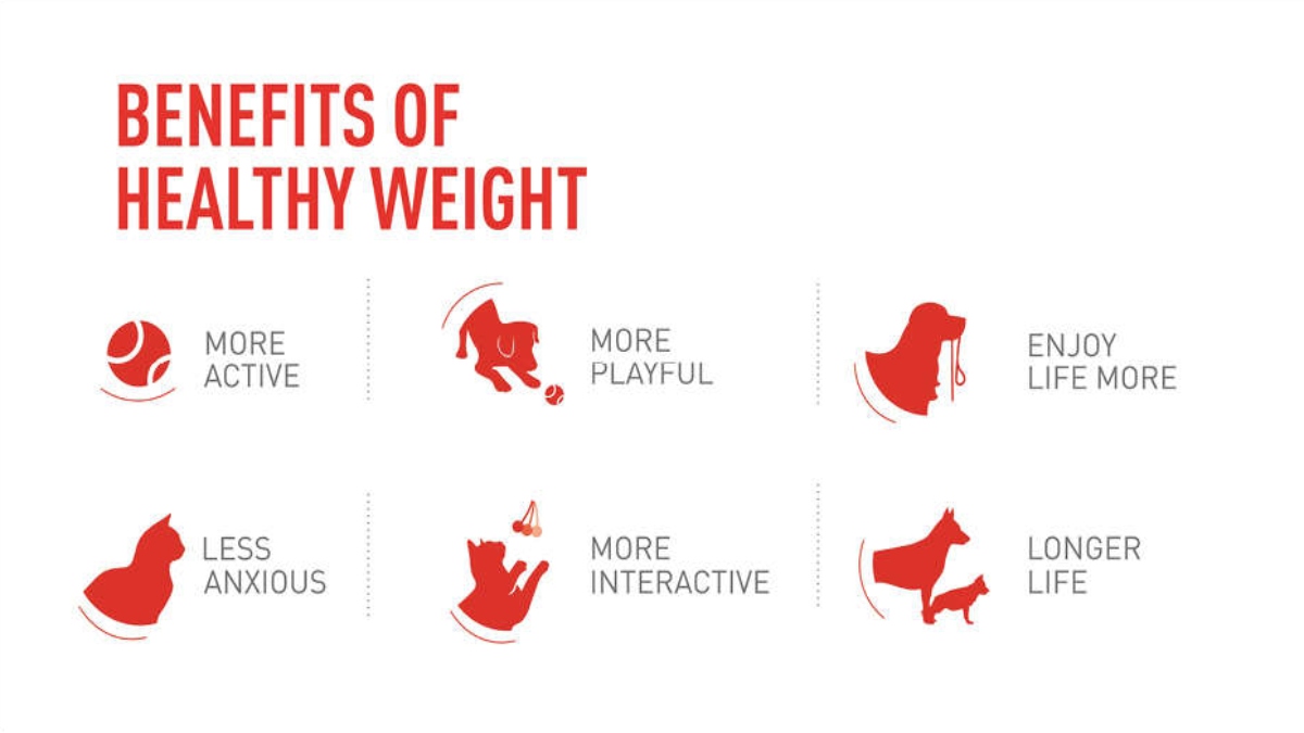 MANAGE YOUR PET’S WEIGHT BEFORE IT’S TOO LATE