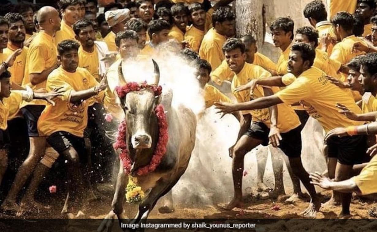 Tamil Nadu: 23 people injured in Jallikattu held in Pugailaipatty