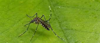 Delhi recorded 4,469 dengue cases in 2022