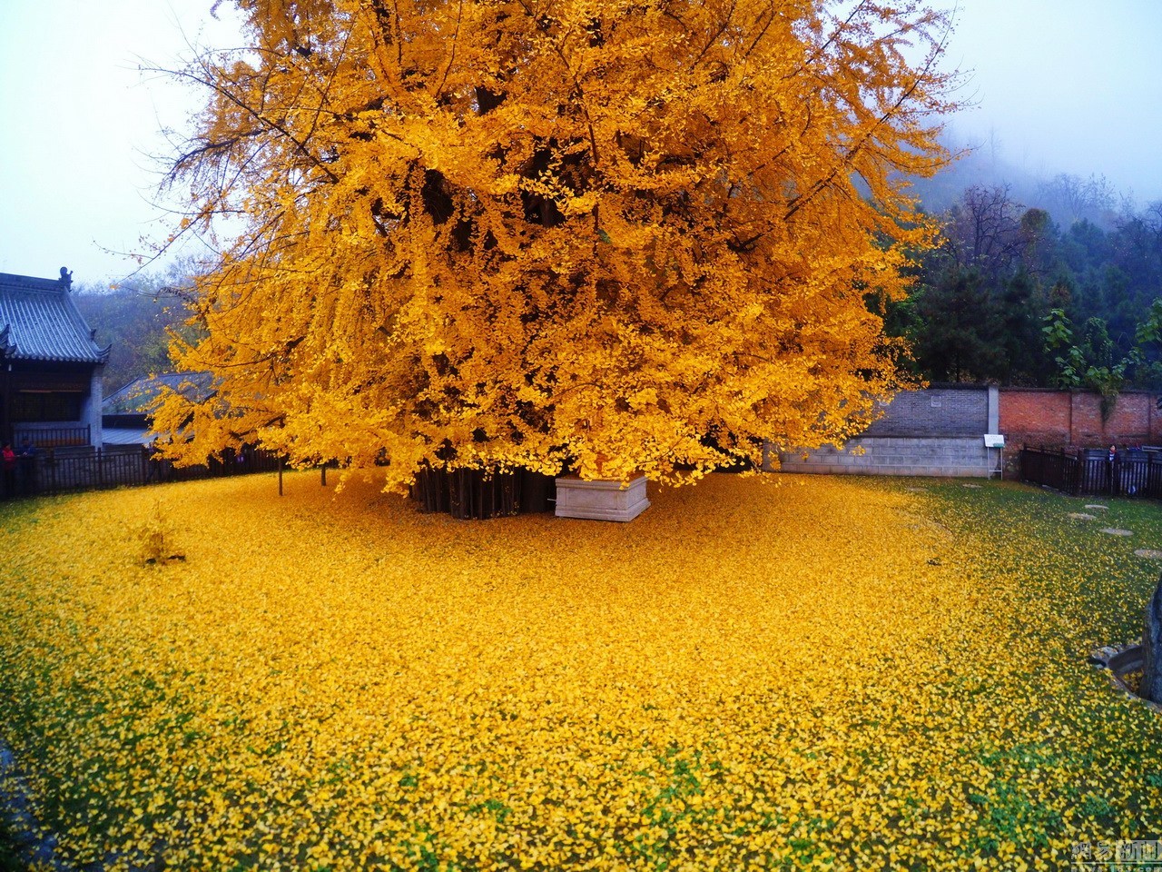 Fate of Tokyo’s 100-Year-Old Ginkgo trees sparks controversial debate