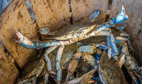 From Menace to Menu: Italy embraces Blue crab infestation
