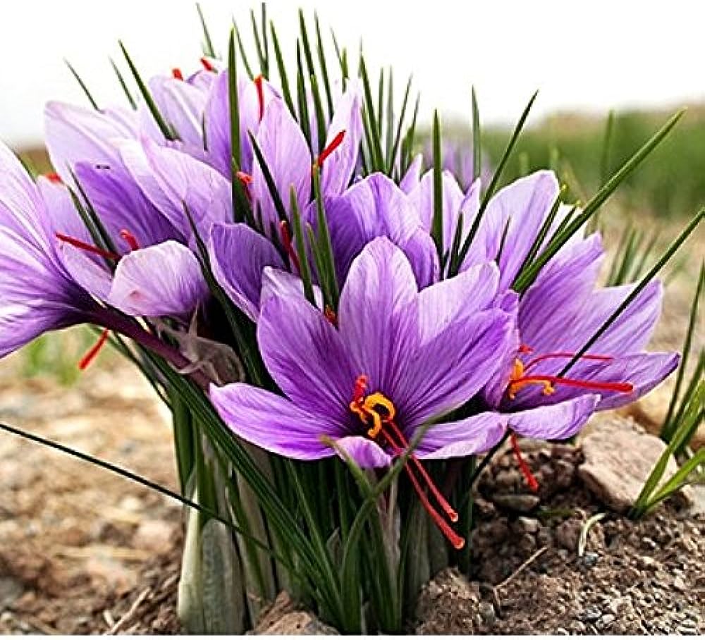 5 India’s most pricey flowers