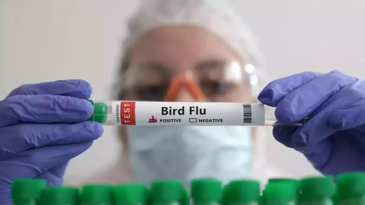 Deadly bird flu reappears in US commercial poultry flocks