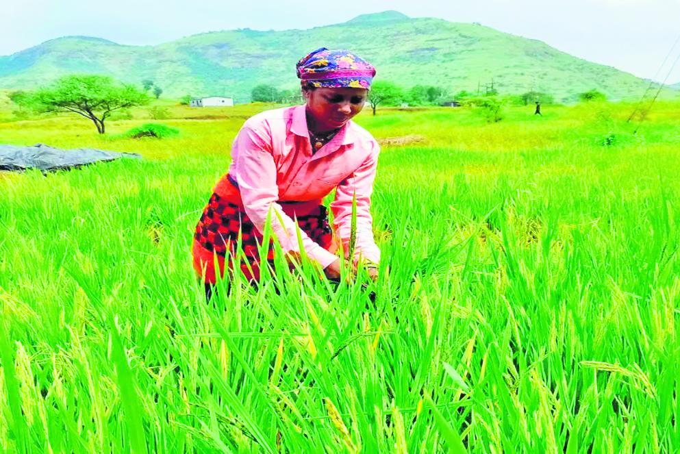 Election promises slow paddy sales, MSP impact