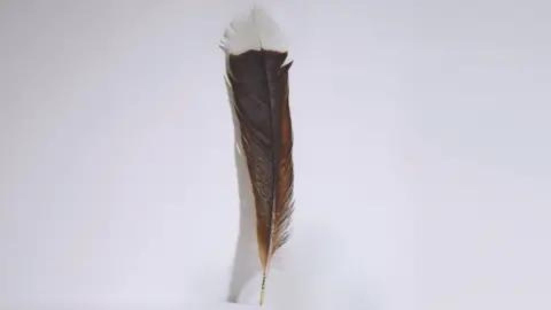 World’s Most Expensive Feather Sold In New Zealand For ,365
