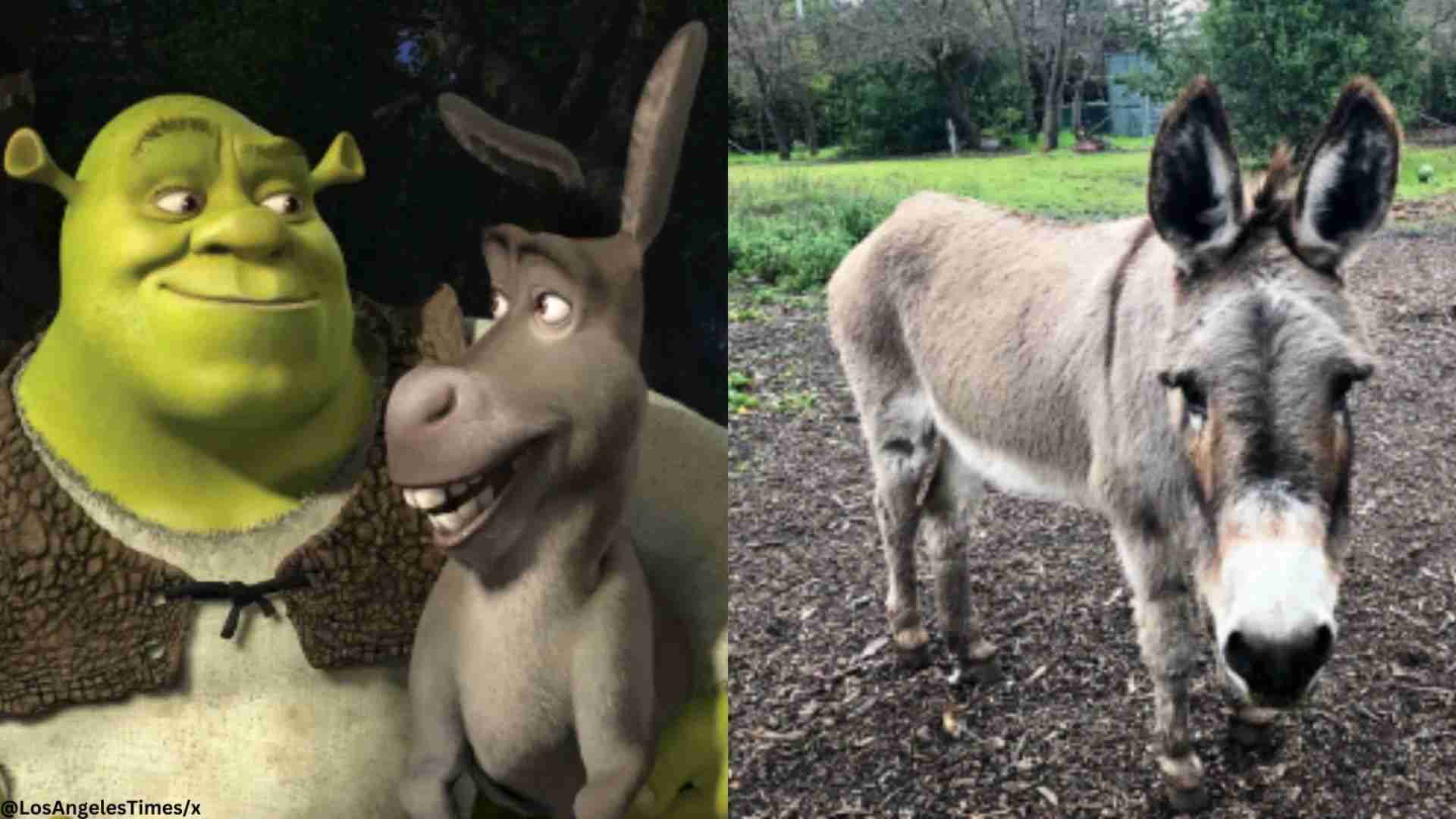 ‘Shrek’ Donkey Receives ,000 For Healthcare In Northern California