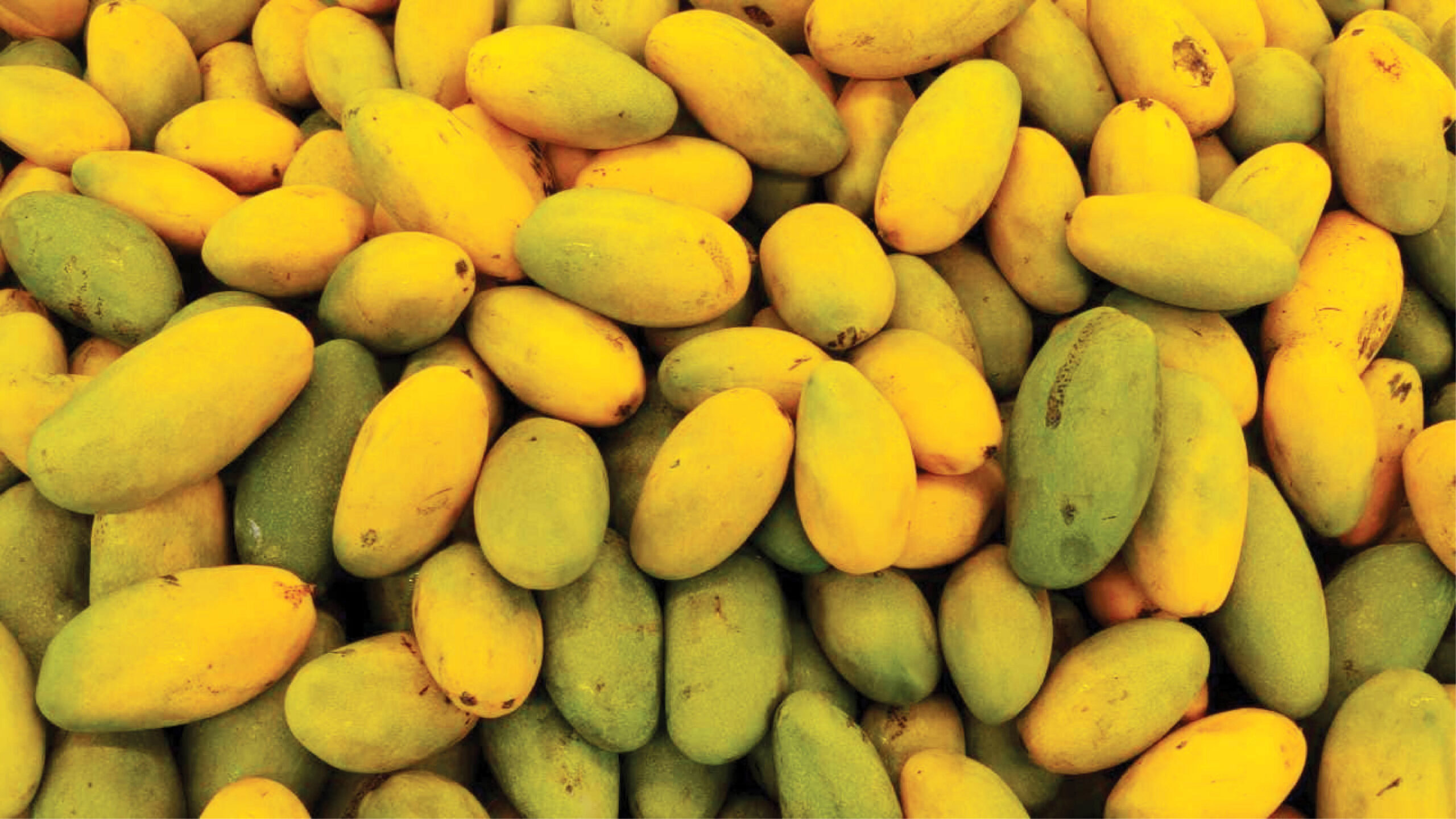 Shipments of Indian Mangoes Rejected by US Over Documentation Errors