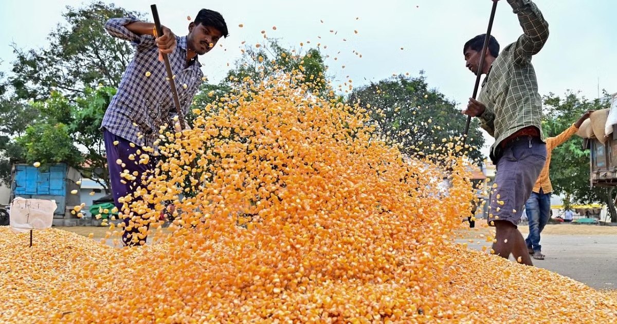 Agriculture dept subsidises Kharif maize hybrid seeds for farmers