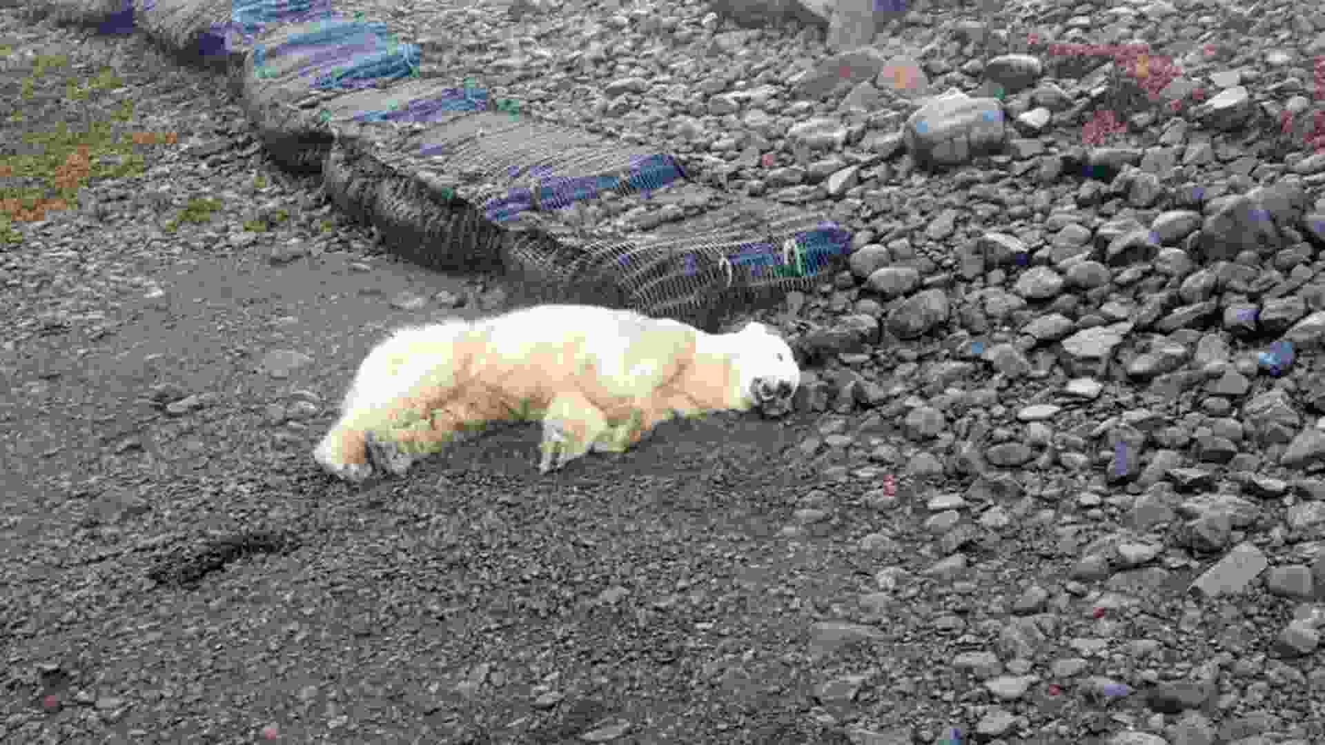 Spotted: Polar Bear In Iceland For First Time In 8 Years, Shot Dead By Authorities