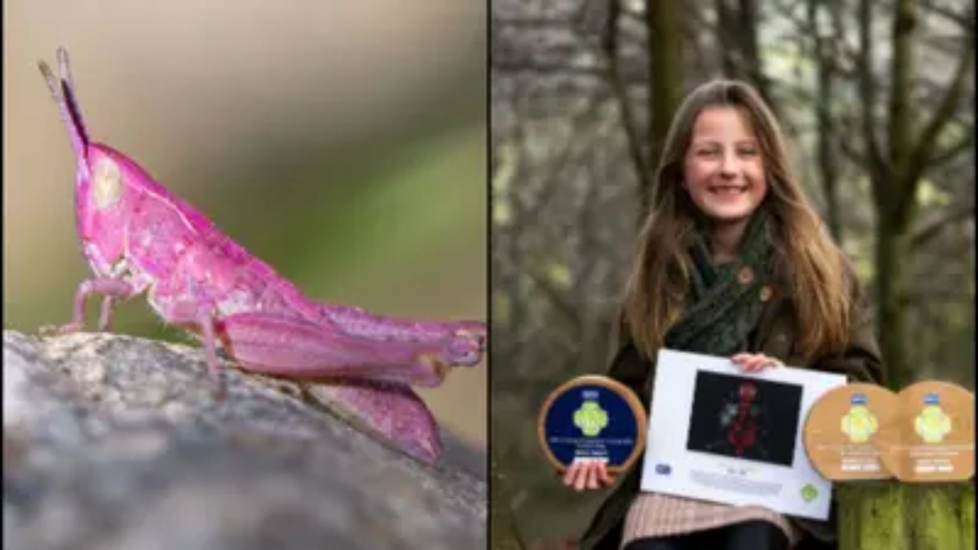 8-Year-Old UK Photographer Captures Stunning Image of Rare Pink Grasshopper