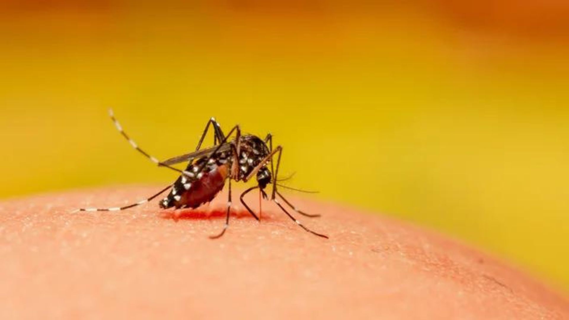 Zirakpur reports 22 dengue and 14 malaria cases in one week
