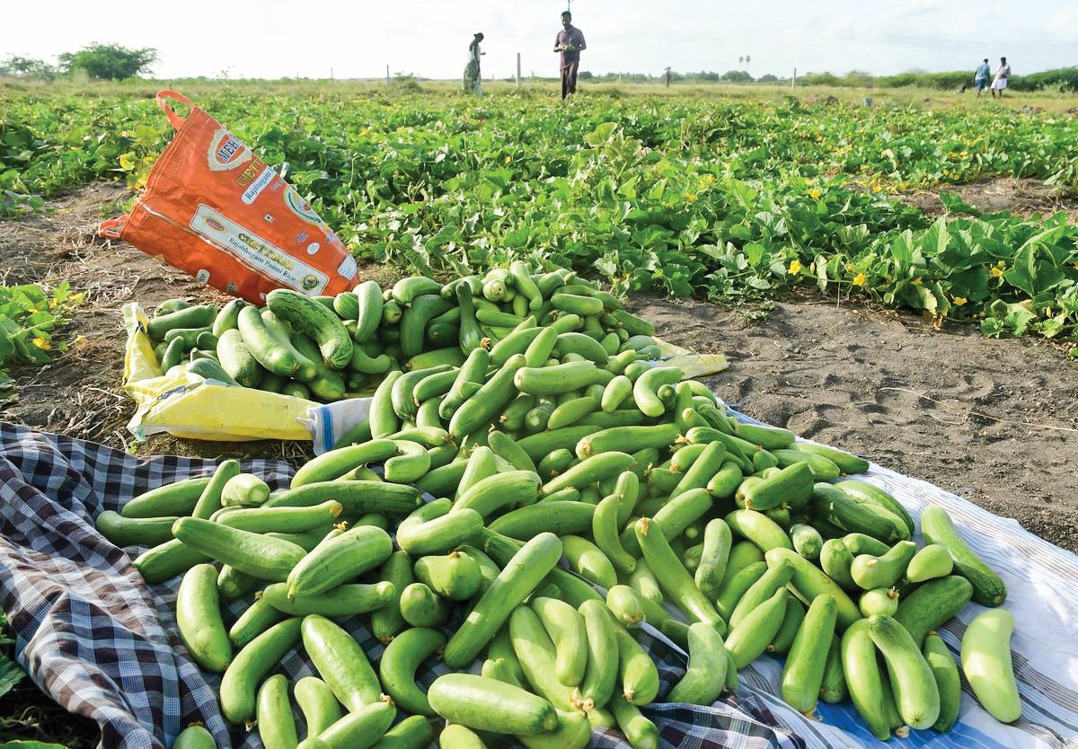 The green cucurbits of Rajasthan: the epitome of nutrition and taste
