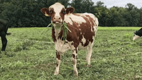 ‘Can Cows Cure Cancer?’: BJP Minister’s Shocking Health Claims Ignite Controversy!