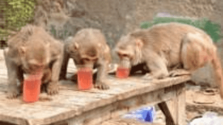 ‘Chiku Ustad’: Mathura Monkey Who Drinks ‘Bhang’ With Devotees