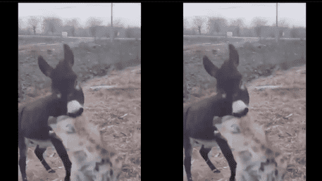 Donkey Defends Farm, Fiercely Attacks Hyena: WATCH The Intense Fight
