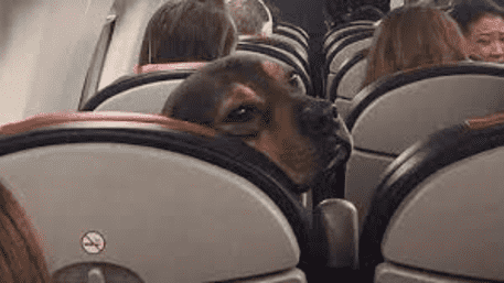 French Bulldog Breathless In The Air And Dies After Suffering Fatal Distress Mid-Flight