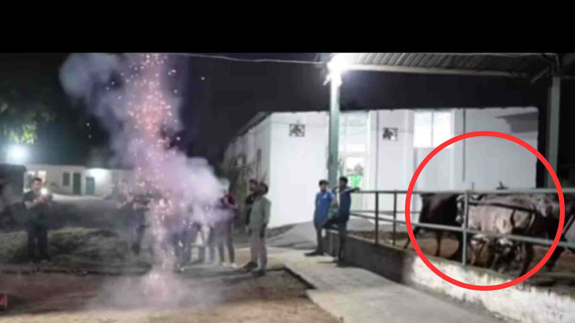 Gaurav Taneja, ‘Flying Beast,’ Criticized for Setting Off Fireworks Near Captive Cows
