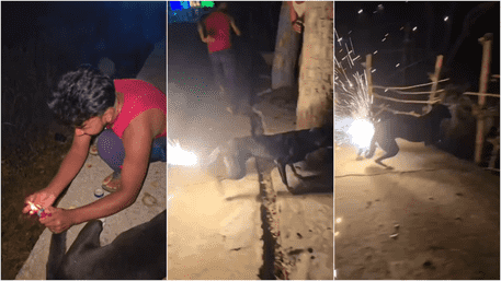 Man Ties Firecracker To Dog’s Tail And Burn It | Watch Viral Video