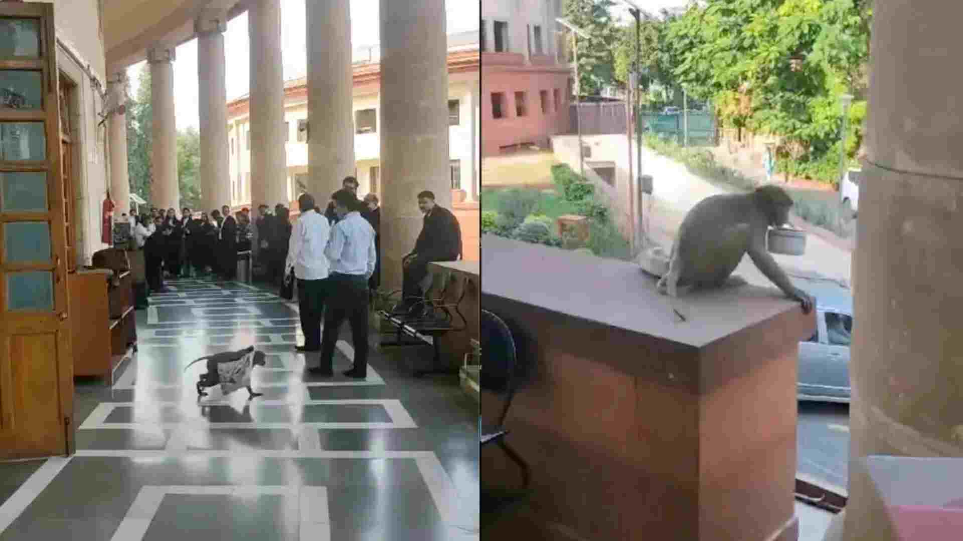 Monkey Goes Bananas: Steals Lunchbox At Supreme Court | Watch