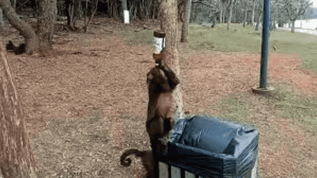 ‘Monkey Says Cheers’ From Brazil: Drinks Beer From Trash Bin | WATCH