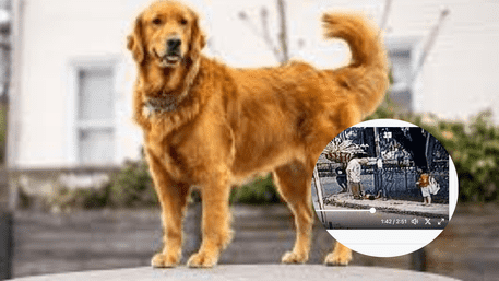 Punjab: Man Beats 5 Year Child Brutally For Barking At His Dog Goes Viral | Watch
