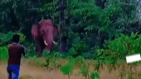 ‘Selfie Nightmare’: Labourer Trampled by Wild Elephant In Maharashtra Forest