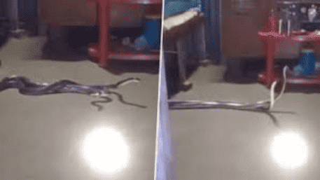 Snakes Fighting Or Mating? Viral Video of Snakes Under Bed Goes Viral | WATCH