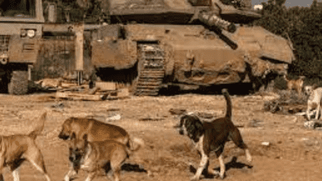 Stray Dogs Eat Victims’ Bodies on Gaza Streets As Death Toll Rises To 42,000