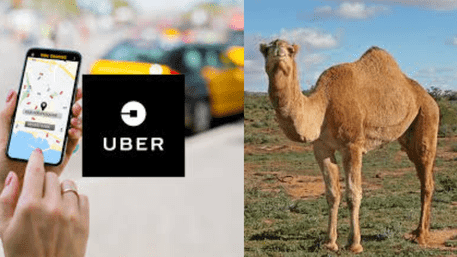 Surprise! Now Uber Offers Camel Ride, But Only In… | WATCH