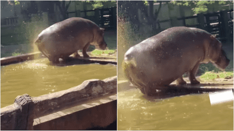 Hippo Splashes Its Poop At Visitors, Unlucky Crowd | WATCH VIDEO