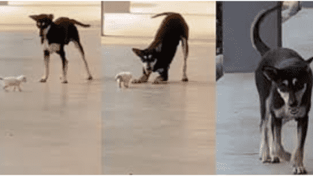 Viral Video: Stray Dog Kopi Shot Dead, Malaysians Demand Justice