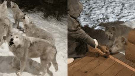 Watch: 9 Wolves Howl, Couple’s Romantic Getaway Takes A Wild Turn