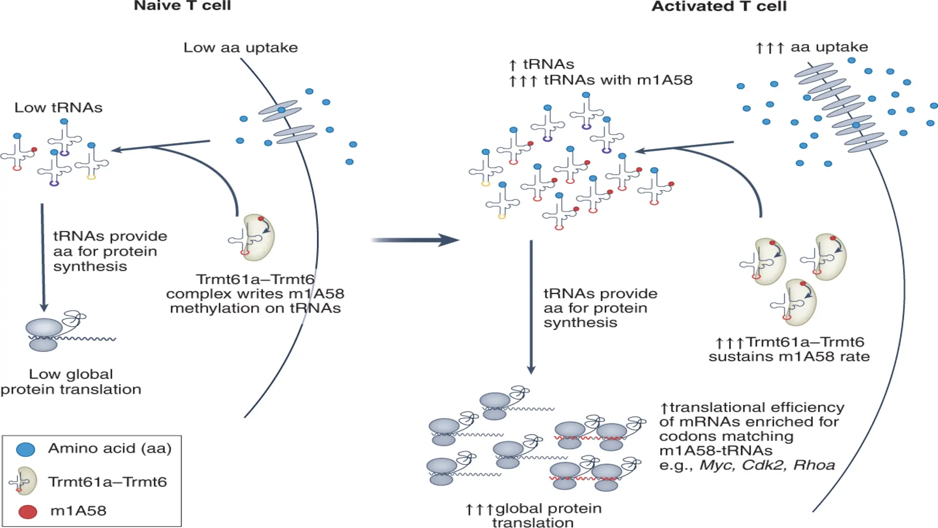 Brain Function Threatened by TRMT10A Deficiency, Study Reveals