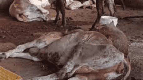 Animal Cruelty In Noida: 2.5-Foot Stick Was Inserted Inside Cow’s Rectum | WATCH