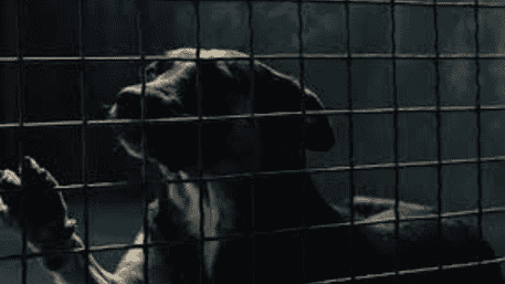‘Assam Smuggling Shocker’: 19 Dogs Packed In Sacks, Locked In Room For Sale