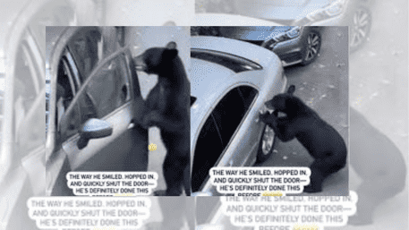Bear Unlocks The Car, Enters It And Lock it Up: ‘Gaari The BhaI Chalayega’ | WATCH