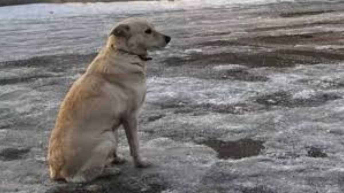 ‘Belka An Angel’: Dog Mourns And Waits For Days At The Spot Where Her Owner Died | WATCH