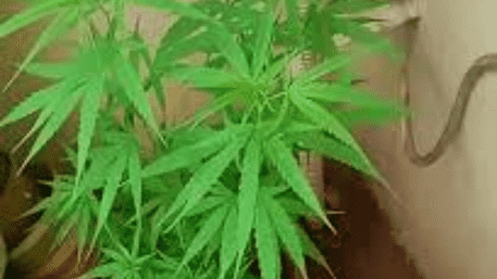 Bengaluru Couple’s ‘Ganja Garden’ In Balcony Post Goes Viral