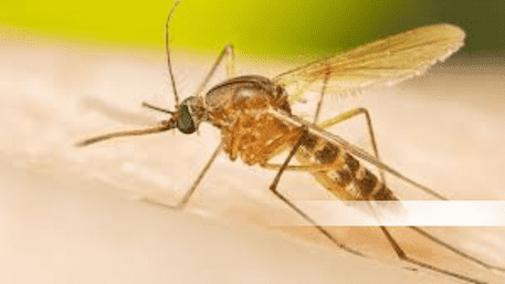Can Deaf Mosquitoes Save Lives? How a Simple Hearing Hack Could End Dengue