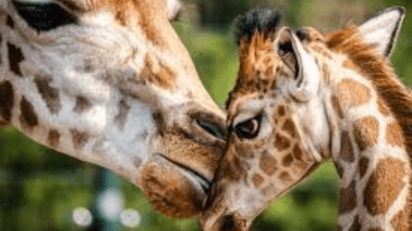Giraffes To Be Next On Endangered List, US Wildlife Service Steps In