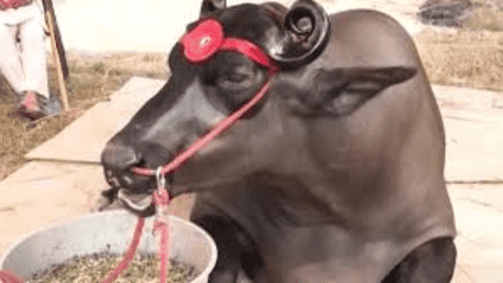 Haryana Buffalo Worth 2 Rolls-Royce: This Buffalo Price Is Shocking