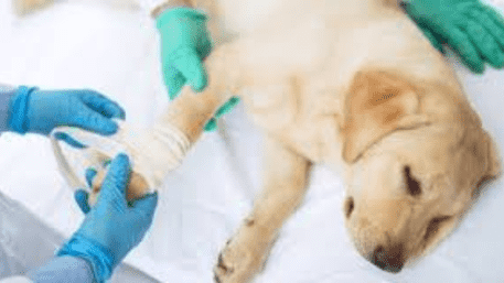 ‘Horrifying!’ Woman Caught Brutally Beating Pet Dog In Greater Noida | WATCH