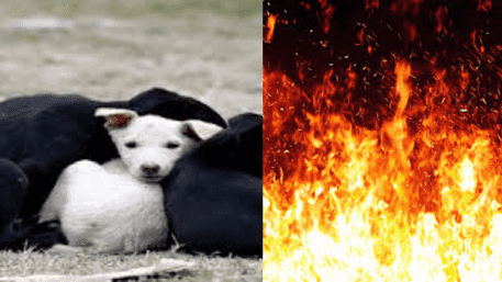 ‘Horror’ 2 Women Burns 5 Puppies Alive Over Disturbing Their Sleep In Meerut | WATCH