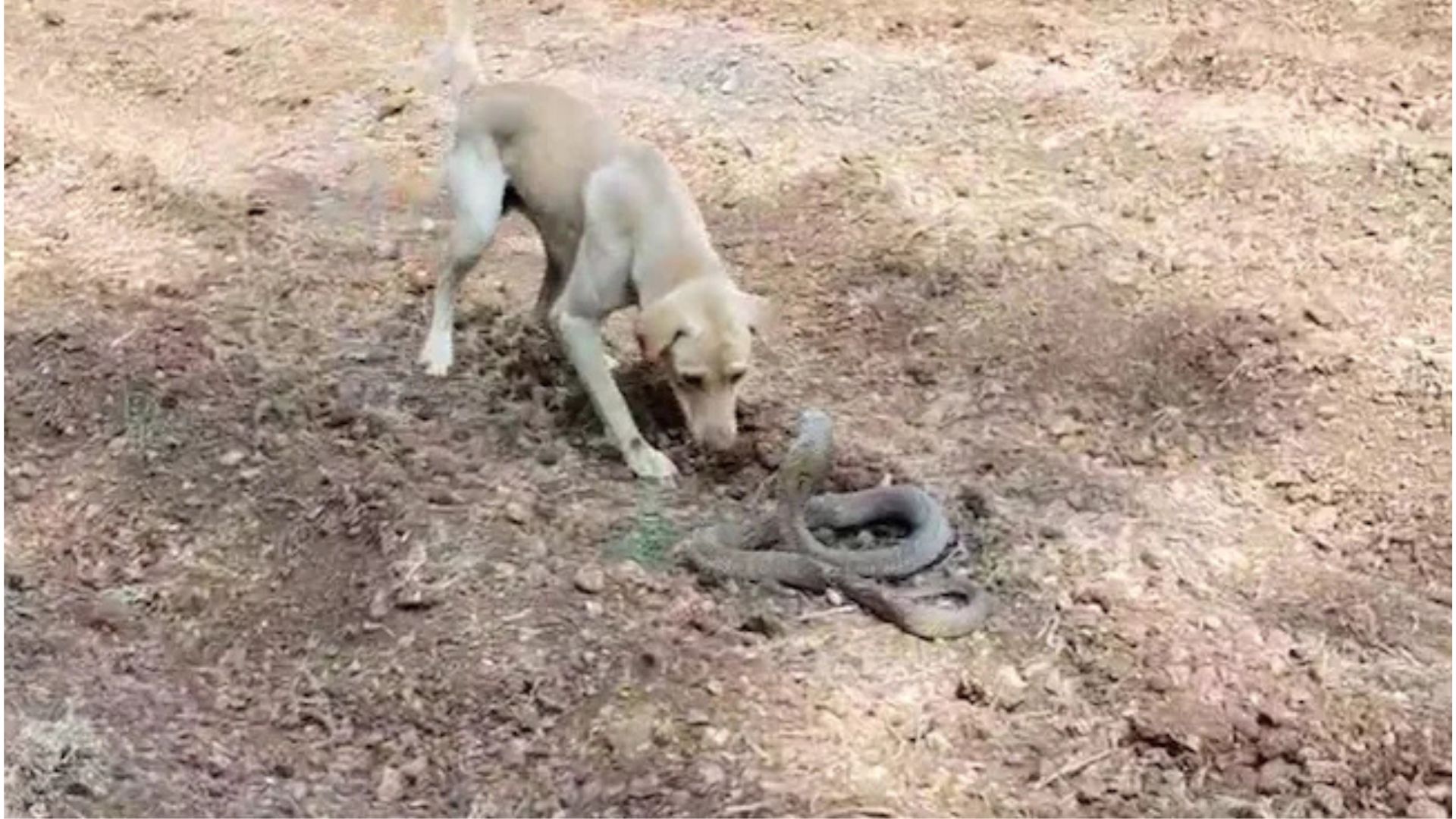 King Cobra Faces Off Against Dog in Karnataka: A Rare Encounter Captured on Video