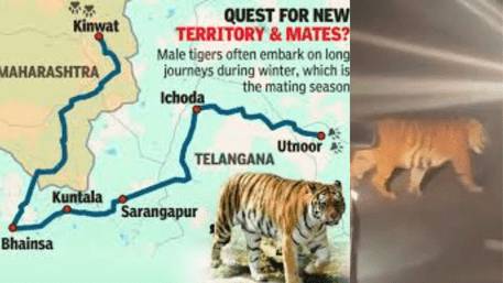 Male Tiger Travels 300-Km From Maharashtra To Telangana For His Mate